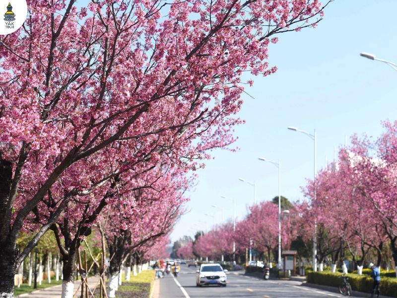 ซากุระริมถนนหงถ่าซีลู่ คุนหมิง