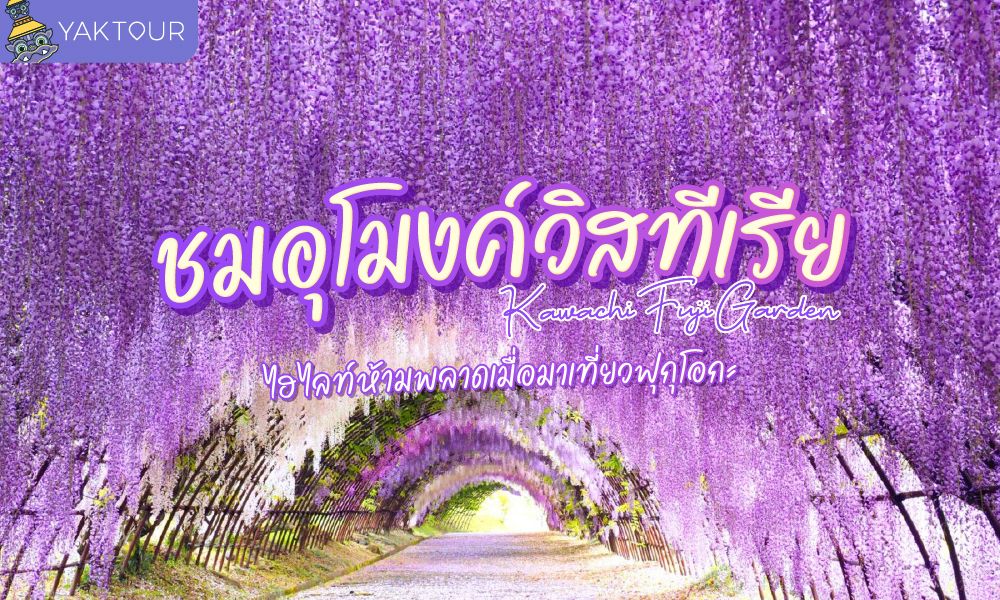 ชมอุโมงค์วิสทีเรีย Kawachi Fuji Garden เที่ยวฟุกุโอกะ 2026