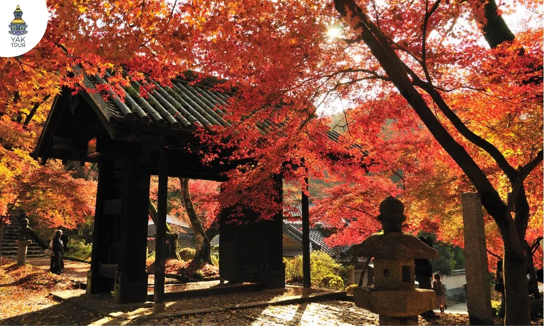 ประตูเมืองโบราณสีดำโอบล้อมด้วยอุโมงค์ใบเมเปิ้ลสีแดงสดที่ปราสาทอากิสึกิ