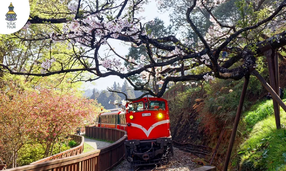 รถไฟสายคลาสสิกวิ่งผ่านดอกซากุระบาน อุทยานแห่งชาติอาลีซาน ไต้หวัน เดือนเมษายน