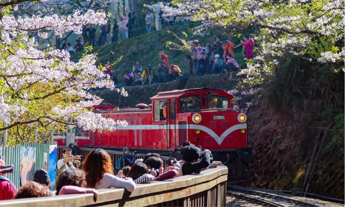 รถไฟสายไม้ Formosensis วิ่งผ่านดอกซากุระบานที่อาลีซาน ที่เที่ยวไต้หวัน ธรรมชาติ ยอดฮิตปี 2026