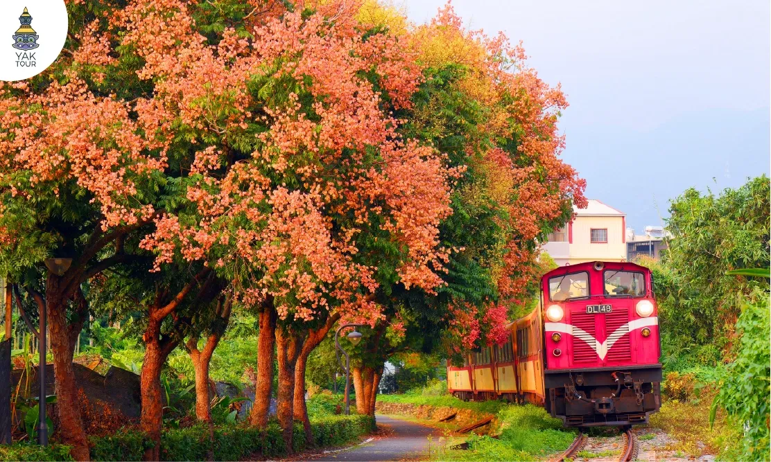รถไฟโบราณสีแดงวิ่งผ่านโค้งรางที่มีทิวไม้สีส้มชมพูสวยงามที่อุทยานแห่งชาติอาลีซาน