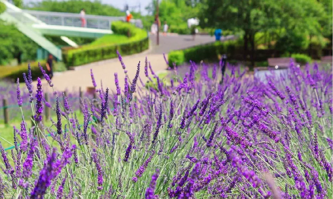 ดอกลาเวนเดอร์บานสะพรั่งริมทางเดินและสะพานสีเขียวในสวนอาราโกะกาวะ (Arakogawa Park)
