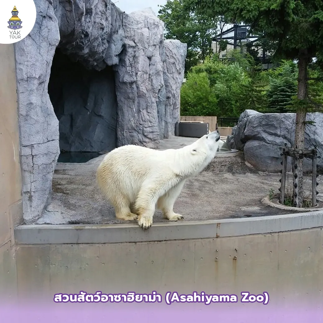 หมีขั้วโลกขาวในโซนจัดแสดงกลางแจ้งที่สวนสัตว์อาซาฮิยาม่า (Asahiyama Zoo)