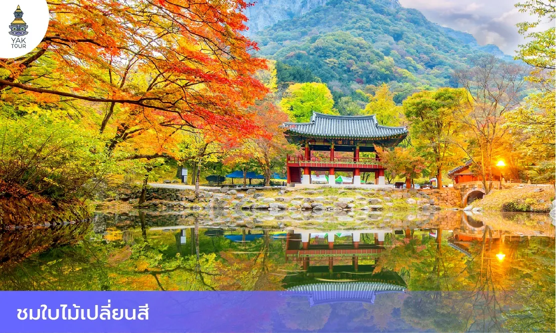 บรรยากาศใบไม้เปลี่ยนสีสีสันสดใสสะท้อนผิวน้ำที่อุทยานแห่งชาติซอรัคซาน ช่วงเที่ยวเกาหลีเดือนตุลาคม