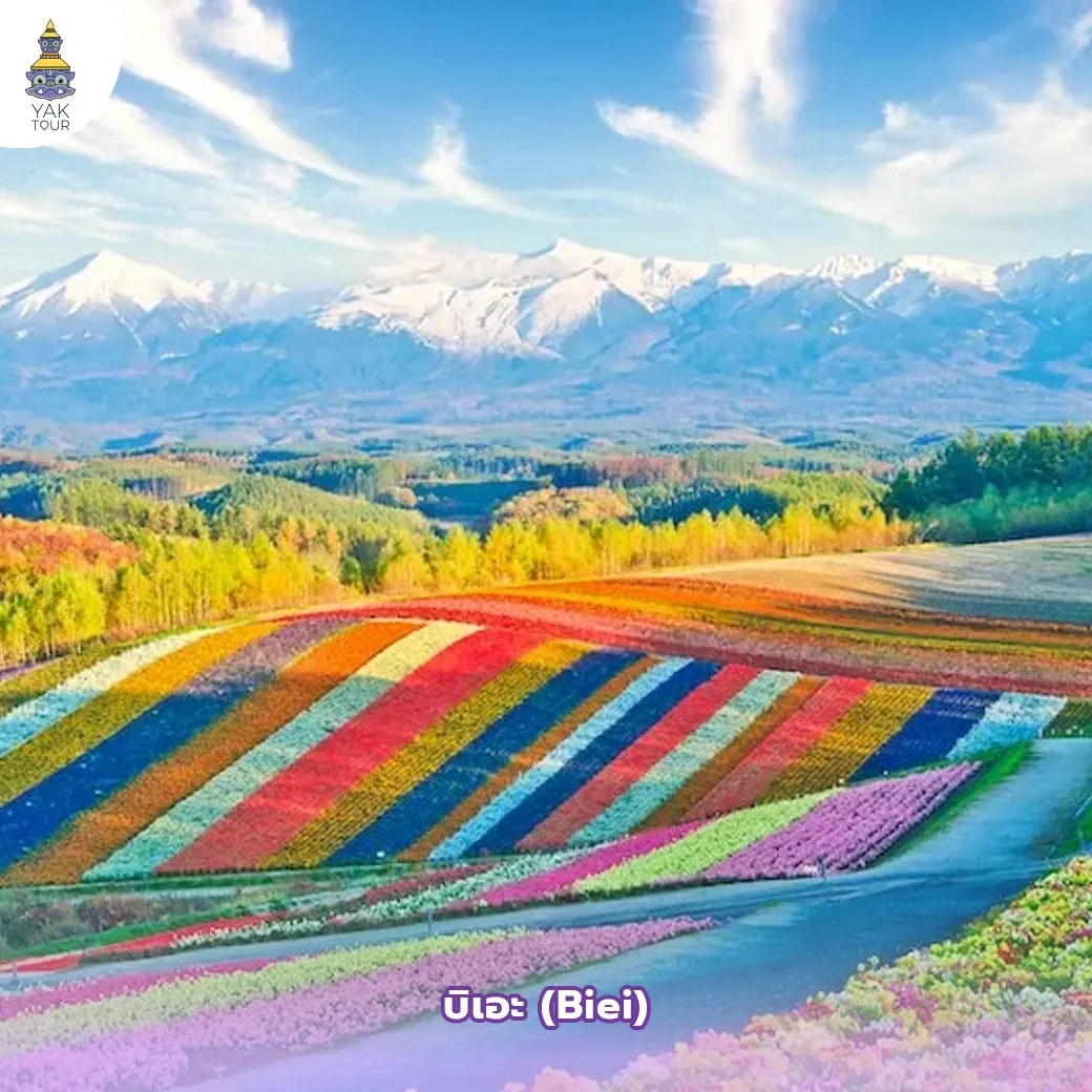 เนินเขาดอกไม้หลากสีสันและวิวพาโนรามาที่เมืองบิเอะ Biei