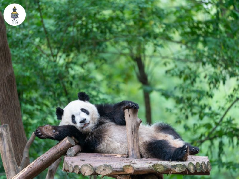 แพนด้ายักษ์นอนหงายพักผ่อนบนแคร่ไม้ในศูนย์วิจัยแพนด้าเฉิงตูท่ามกลางป่าไม้เขียวขจี