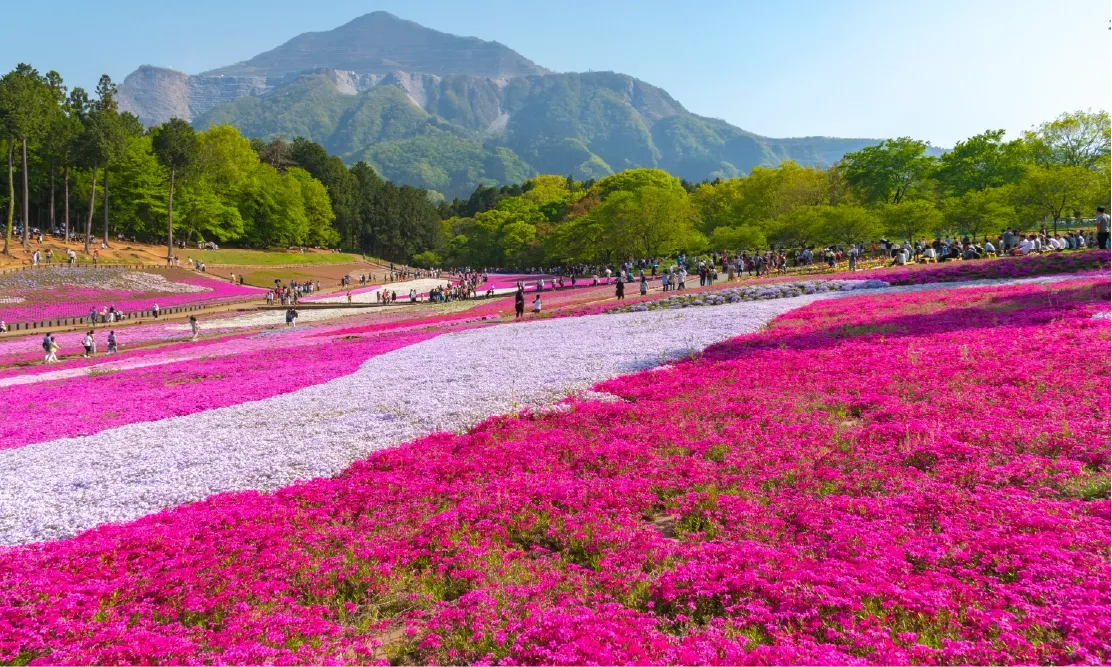 ทุ่งดอกชิบะซากุระหรือพิงค์มอสสีชมพูสะพรั่งที่สวนฮิสึจิยามะ เมืองชิชิบุ