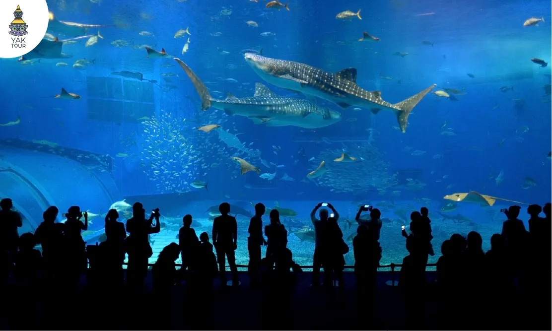 นักท่องเที่ยวยืนชมฉลามวาฬตัวใหญ่และปลากระเบนแมนต้าในอ่างน้ำยักษ์ที่ Churaumi Aquarium อควาเรียม ยอดฮิตของโอกินาว่า ประเทศญี่ปุ่น