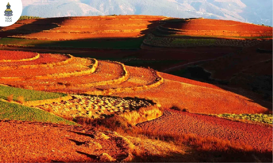 เส้นสายโค้งเว้าของนาขั้นบันไดสลับสีแดงและเขียวในตงชวนยามแสงแดดตกกระทบ