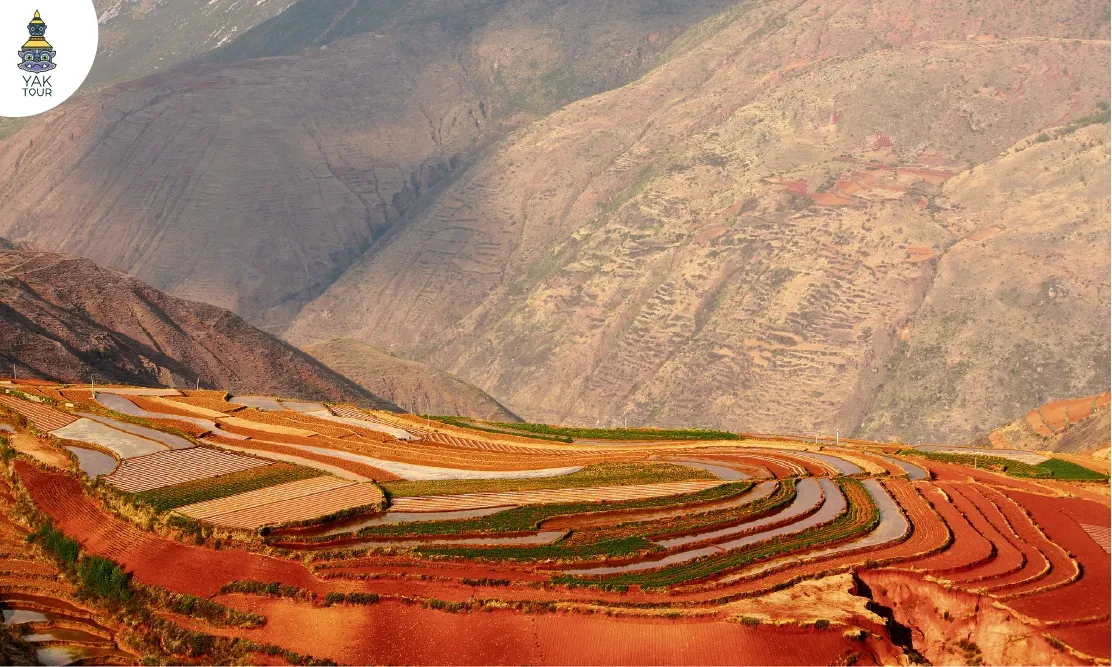 นาขั้นบันไดดินสีแดงที่เขาเจ็ดสีตงชวน Dongchuan Red Land เมืองคุนหมิง