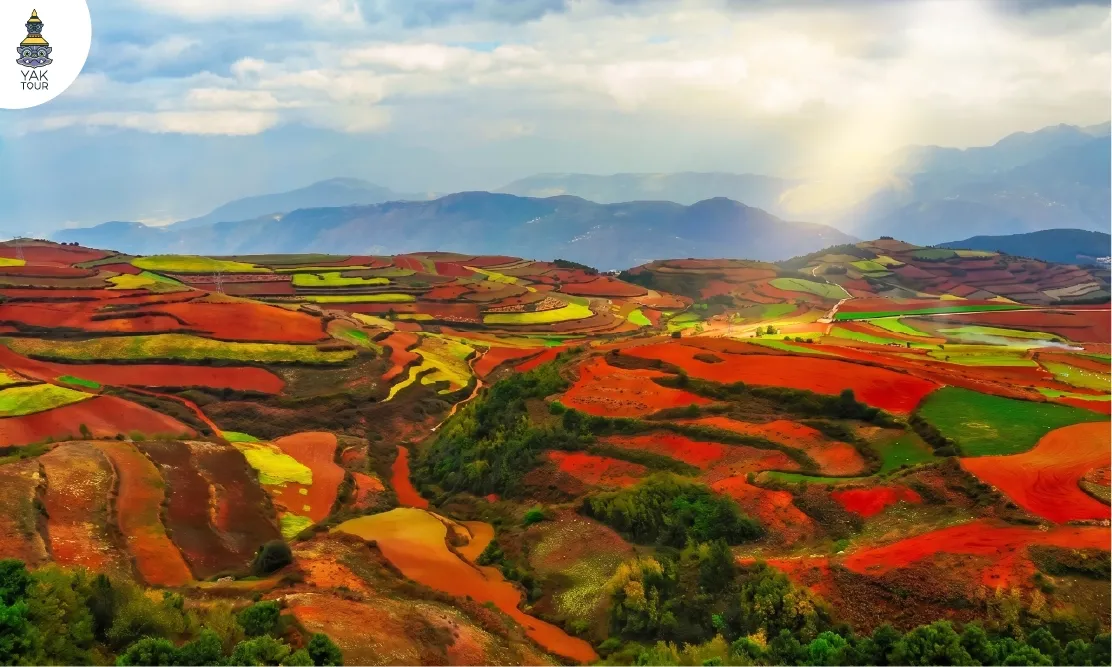 นาขั้นบันไดสีแดงสดสลับกับสีเหลืองทองและสีเขียวขจีในตงชวน