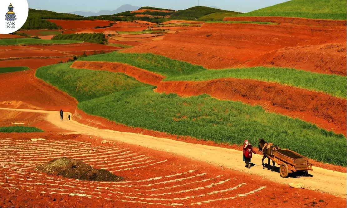 ทัศนียภาพของนาขั้นบันไดสลับสีในตงชวน พร้อมขบวนเกวียนลาเดินบนถนนลาดยาง