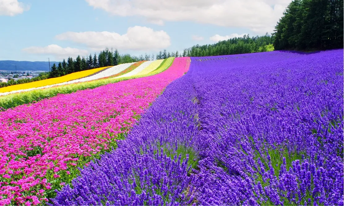 ทุ่งดอกไม้เจ็ดสีสลับกับทุ่งลาเวนเดอร์บนเนินเขาที่ฟาร์มโทมิตะ (Farm Tomita)