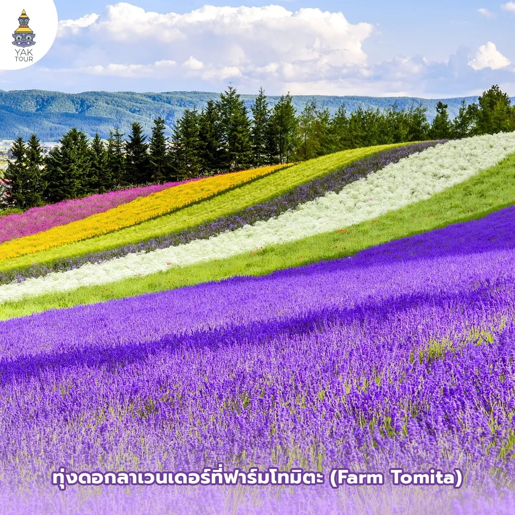 เที่ยวฮอกไกโด หน้าร้อน ชมทุ่งลาเวนเดอร์และทุ่งดอกไม้สีรุ้งที่ ฟาร์มโทมิตะ