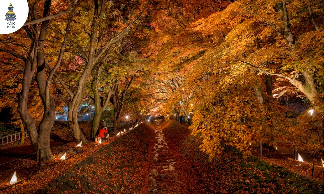 บรรยากาศการเปิดไฟประดับ Light-up ยามค่ำคืนที่อุโมงค์โมมิจิไคโรในงานเทศกาลสตรีทฟู้ดญี่ปุ่น