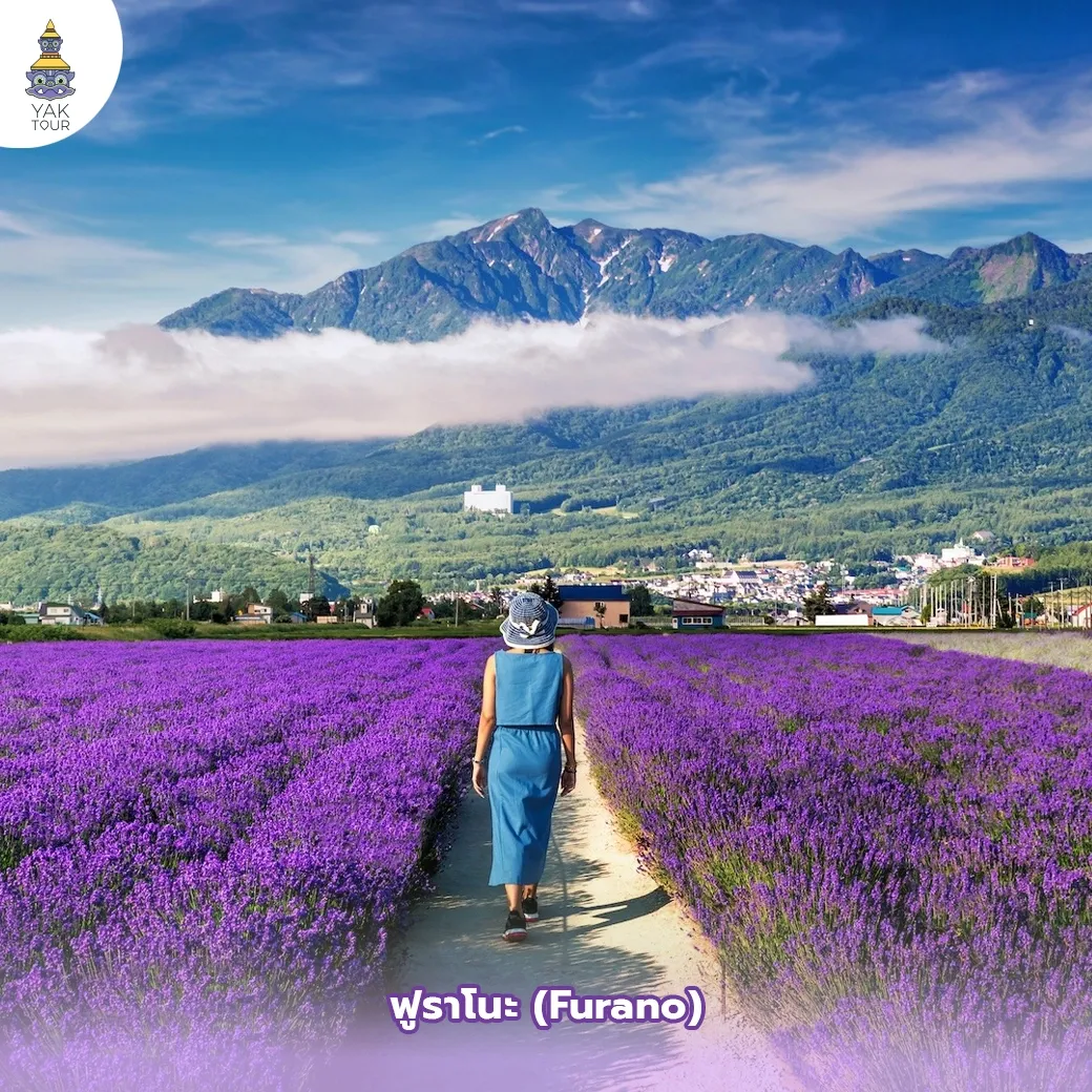 ทุ่งดอกไม้บานสะพรั่งท่ามกลางหุบเขาและธรรมชาติในเมือง ฟุราโนะ (Furano)