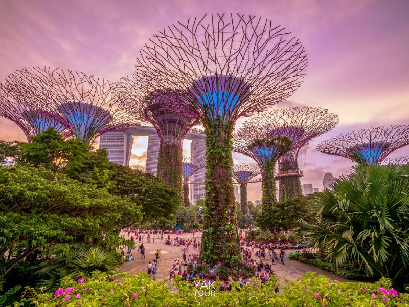 กลุ่มต้นไม้ยักษ์ Supertree Grove ที่จะส่องแสงสว่างไสวอย่างสวยงามในยามค่ำคืน ที่การ์เด้นส์ บาย เดอะ เบย์