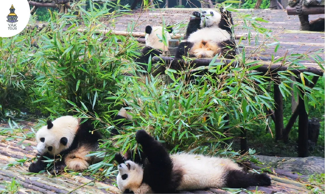 ฝูงหมีแพนด้าออกมากินไม้ไผ่และใช้ชีวิตอย่างคึกคักที่ศูนย์อนุรักษ์หมีแพนด้าเฉิงตู