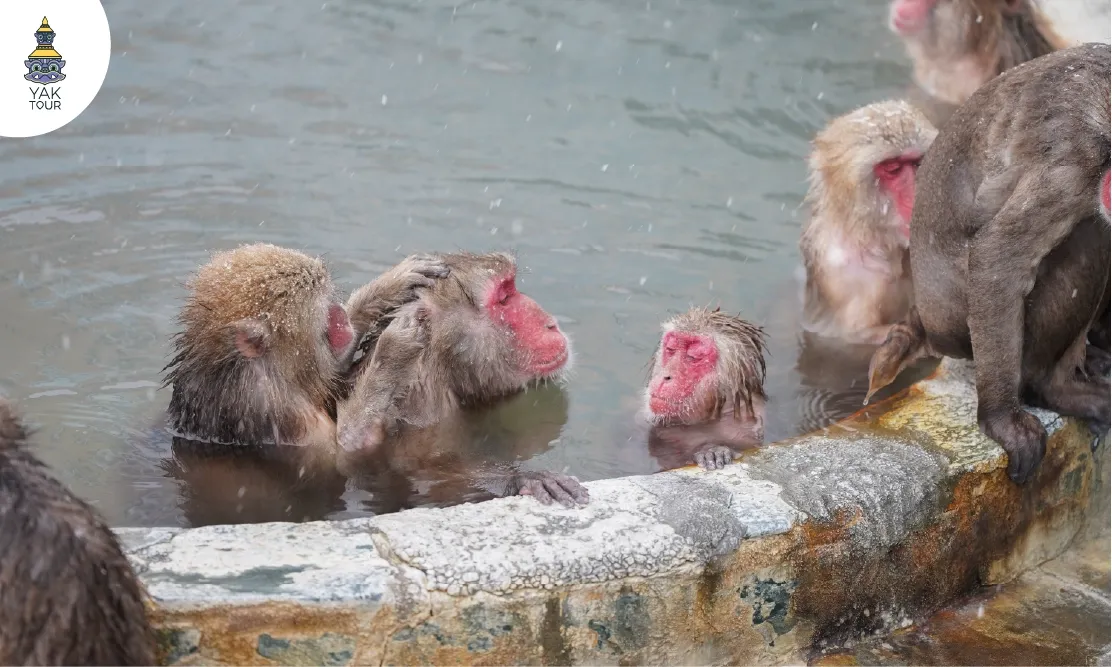 ฝูงลิงภูเขาหน้าแดงแช่ออนเซ็นคลายหนาวที่สวนพฤกษศาสตร์เขตร้อนฮาโกดาเตะ