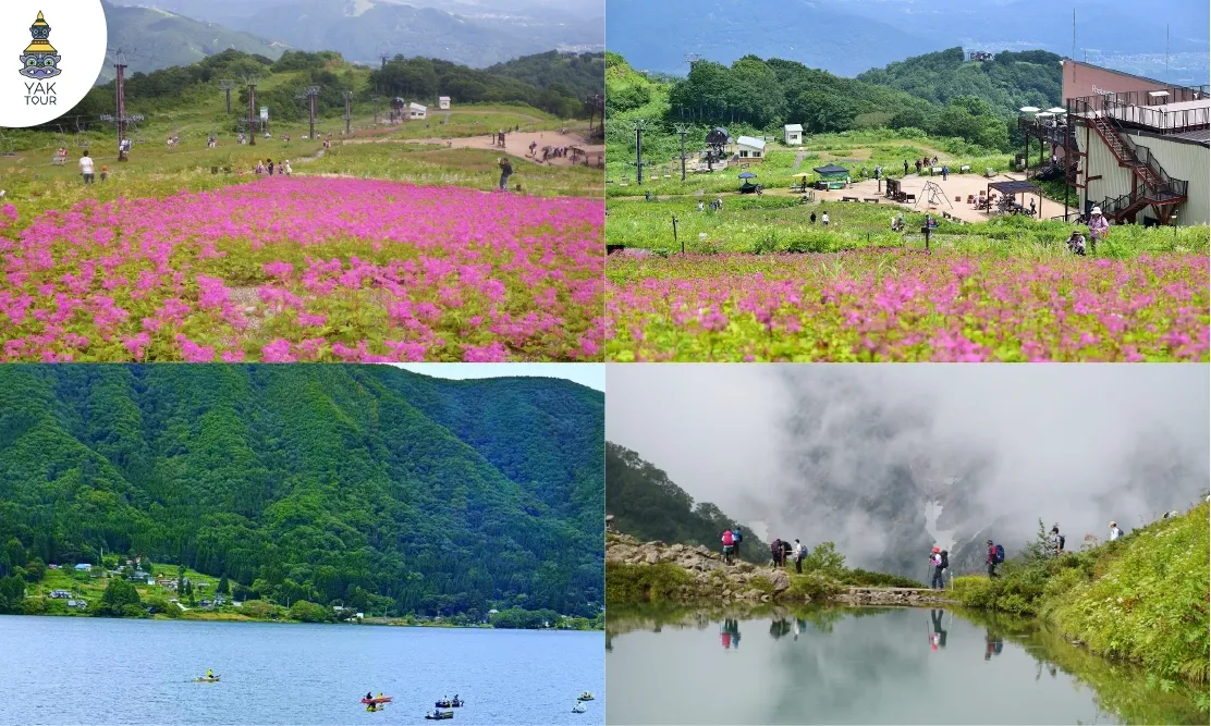 กิจกรรมพายเรือคายัคทะเลสาบอาโอกิ (Lake Aoki) และทุ่งดอกไม้สวนพฤกษศาสตร์โกะริว (Goryu)