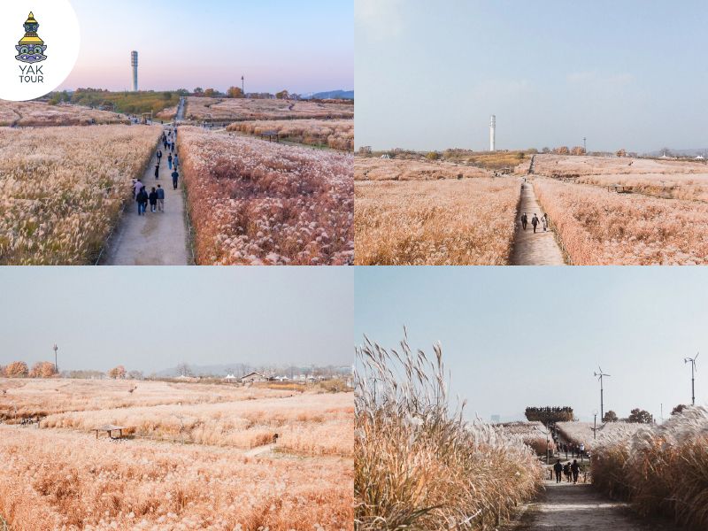 ทุ่งหญ้า Eulalia สีน้ำตาลทองบานสะพรั่งเต็มเนินเขาที่ สวนสาธารณะฮานึลในฤดูใบไม้ร่วง