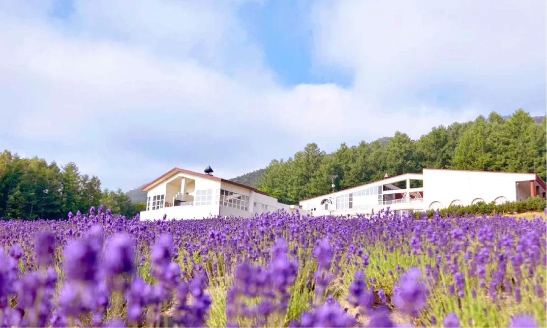 ทุ่งลาเวนเดอร์สีม่วงสดใสหน้าอาคารโรงแรมและออนเซ็นที่ไฮแลนด์ ฟุราโนะ (Highland Furano)