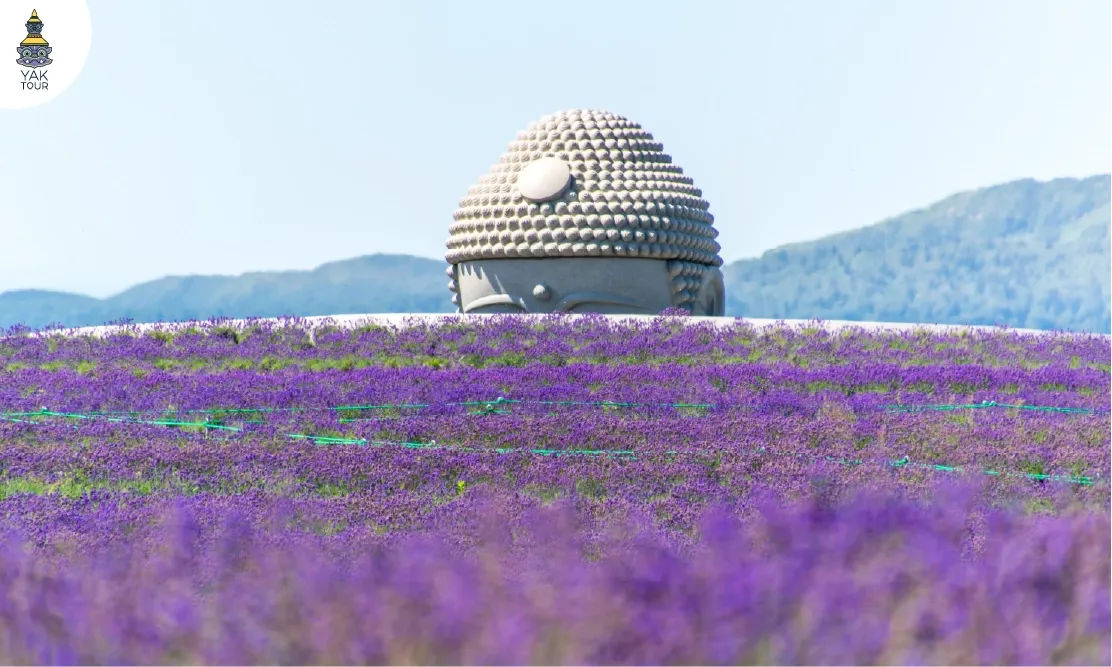 เที่ยวซัปโปโร 2026 ชมเนินพระพุทธเจ้าท่ามกลางทุ่งลาเวนเดอร์