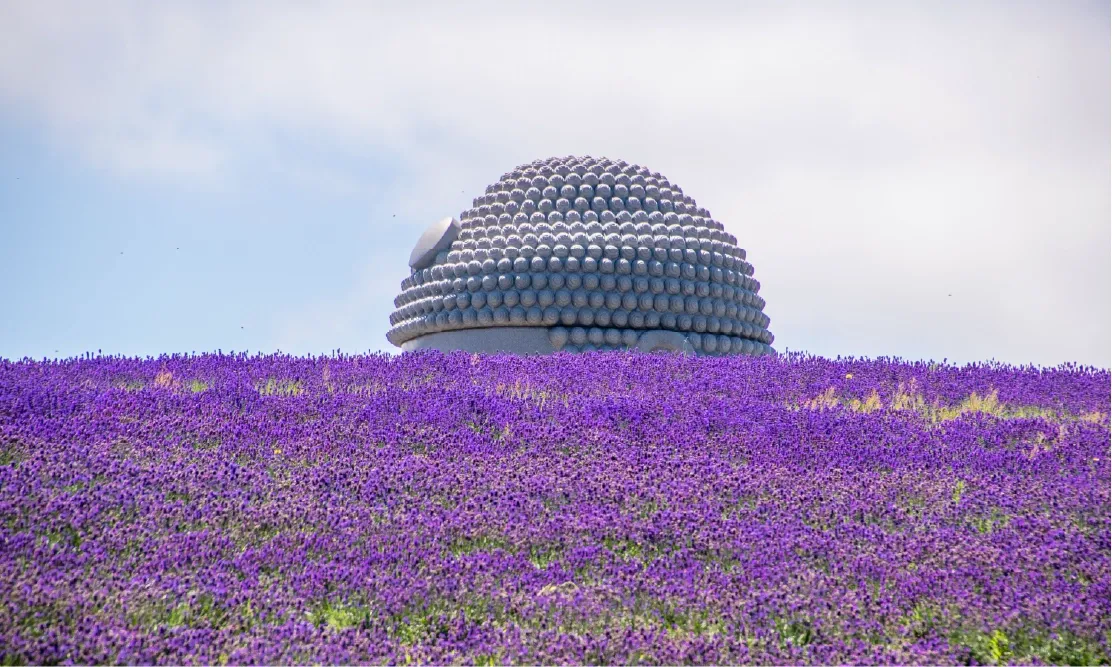 ส่วนเศียรพระพุทธรูปโผล่พ้นเนินทุ่งดอกลาเวนเดอร์สีม่วงที่เนินเขาแห่งพระพุทธเจ้า (Hill of The Buddha)