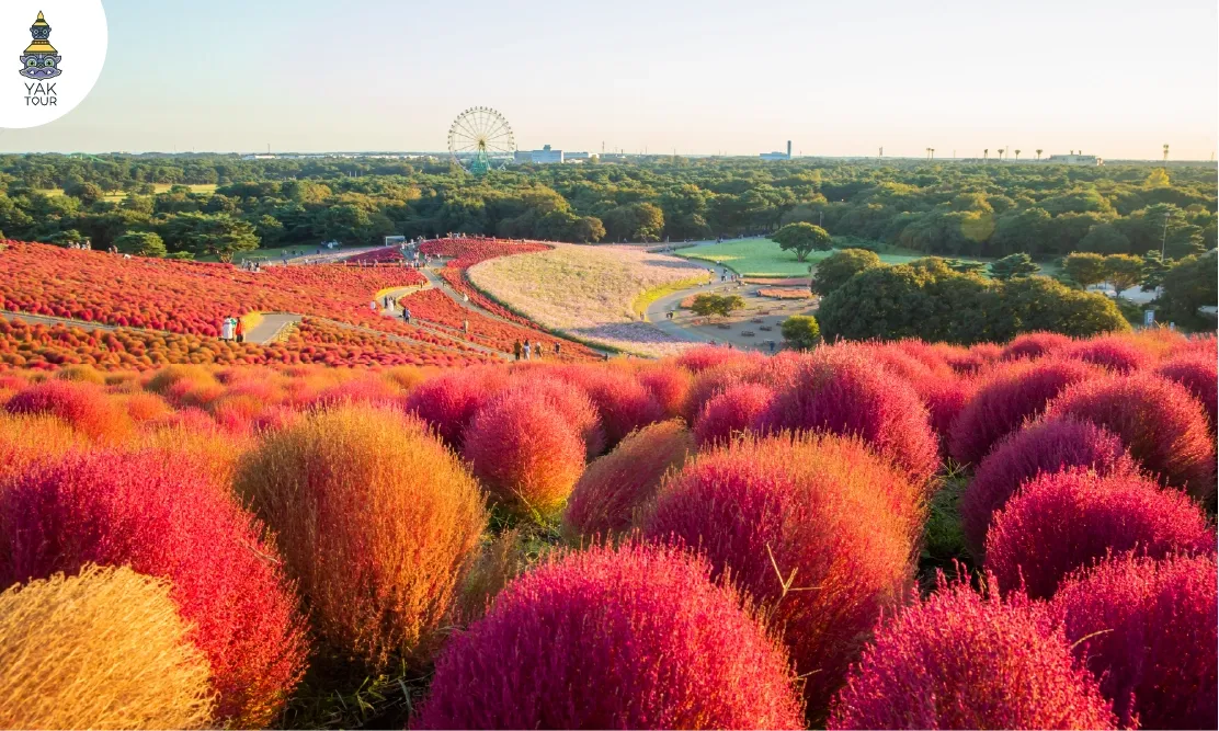 นักท่องเที่ยวเดินชมความสวยงามของทุ่งพุ่มไม้โคเคียสีแดงสดตัดกับเส้นทางเดินคดเคี้ยวที่สวน Hitachi Seaside Park จังหวัดอิบารากิ