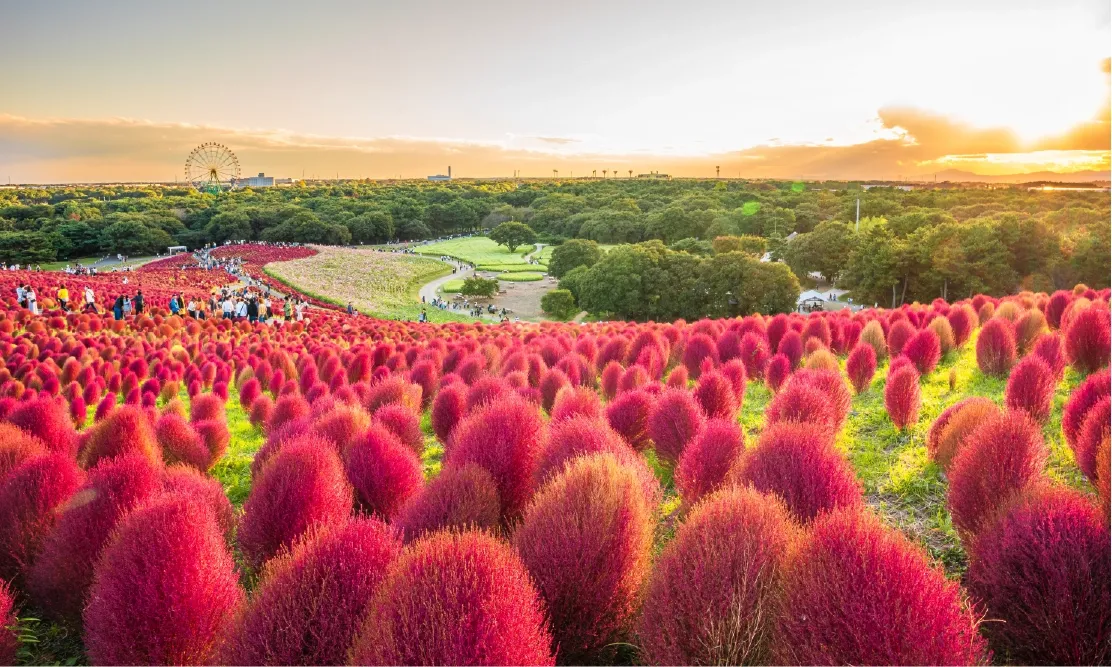 ทุ่งดอกโคเชีย (Kochia) สีแดงสดบนเนินเขาที่สวน Hitachi Seaside Park