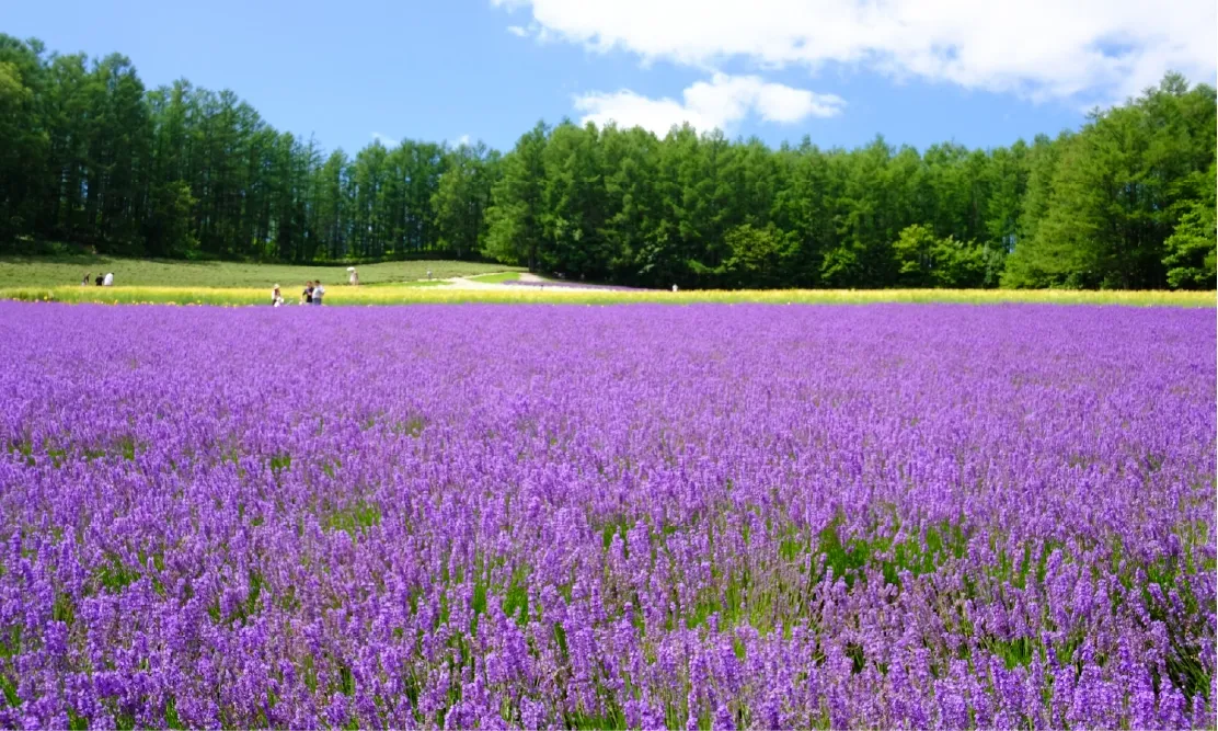 ชมทุ่งลาเวนเดอร์ ฮอกไกโด ประเทศญี่ปุ่น ที่ Farm Tomita ช่วงหน้าร้อน