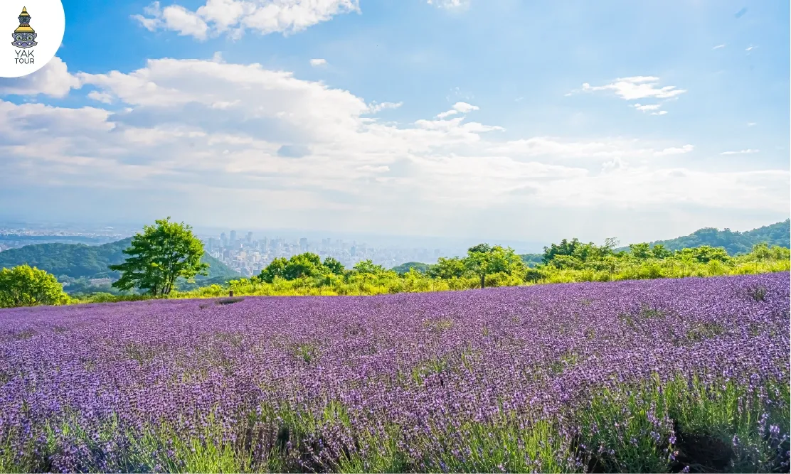 ทุ่งลาเวนเดอร์สวนโฮโรมิโตเกะและวิวมุมสูงของเมือง