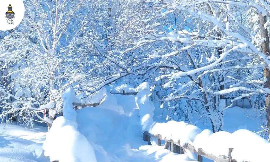วิวป่าสนที่ถูกปกคลุมด้วยหิมะขาวโพลนดูสวยงามราวกับภาพวาดที่ Ice & Snow Gallery