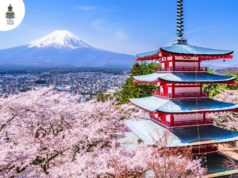 เจดีย์แดงชูเรโตะท่ามกลางซากุระและภูเขาไฟฟูจิ พิกัดยอดฮิตสำหรับพาพ่อแม่เที่ยวญี่ปุ่น