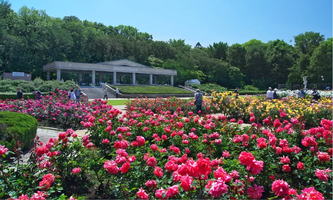 แปลงดอกกุหลาบหลากสีสันสไตล์ยุโรปในสวนพฤกษศาสตร์จินได