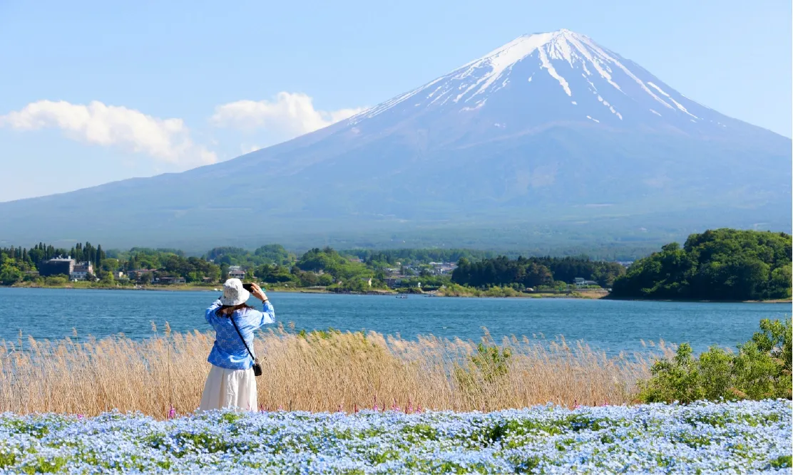 ทะเลสาบคาวากูจิโกะ:  ทุ่งดอกไม้สีฟ้าริมทะเลสาบคาวากูจิโกะ (Lake Kawaguchiko) และวิวภูเขาไฟฟูจิ