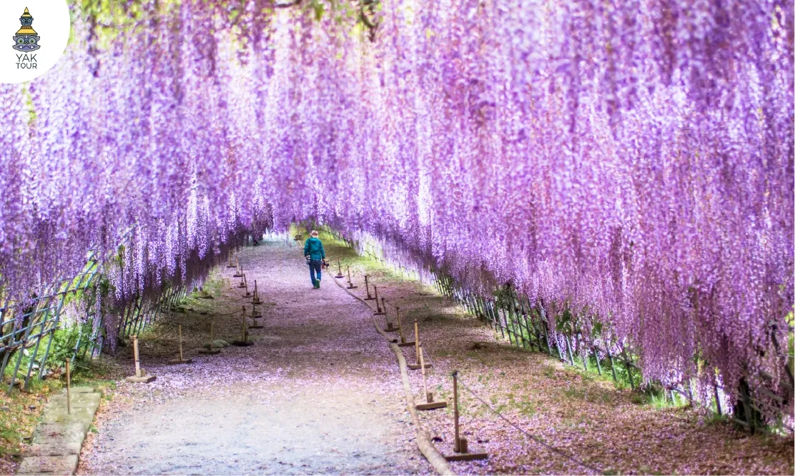 ทางเดินในอุโมงค์ดอกวิสทีเรียสีม่วงบานสะพรั่งที่สวนคาวาชิ ฟูจิ การ์เด้น