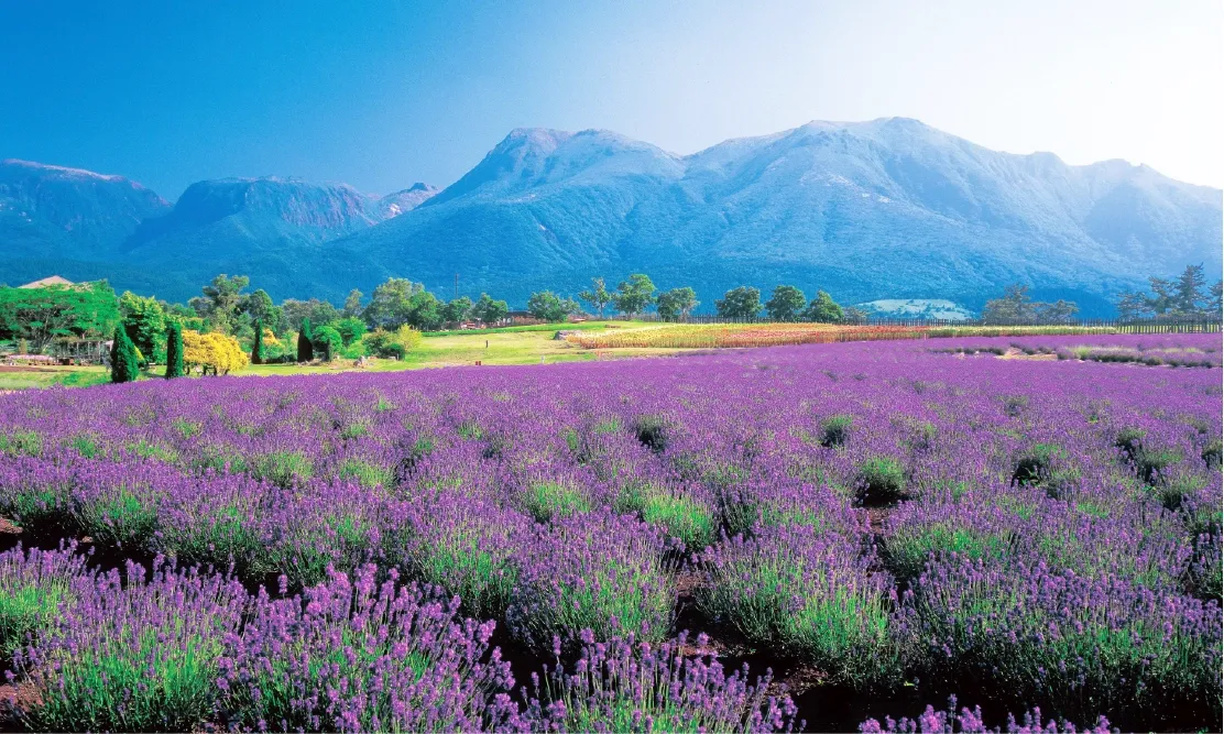 ทุ่งลาเวนเดอร์และทิวทัศน์เทือกเขาตระการตาที่สวนดอกไม้คุจู (Kuju Flower Park)