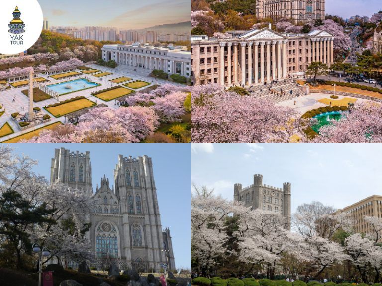 อาคารหินสไตล์ยุโรปคลาสสิกในมหาวิทยาลัยคยองฮี รายล้อมด้วยดอกซากุระสีชมพูบานสะพรั่งทั่วบริเวณในฤดูใบไม้ผลิ