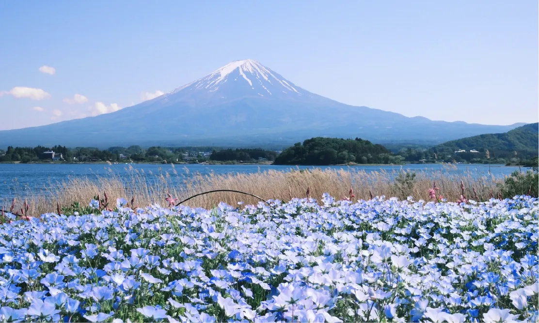 วิวภูเขาไฟฟูจิสะท้อนน้ำและทุ่งดอกไม้ริมทะเลสาบคาวากูจิโกะ ที่เที่ยวโตเกียว ธรรมชาติ