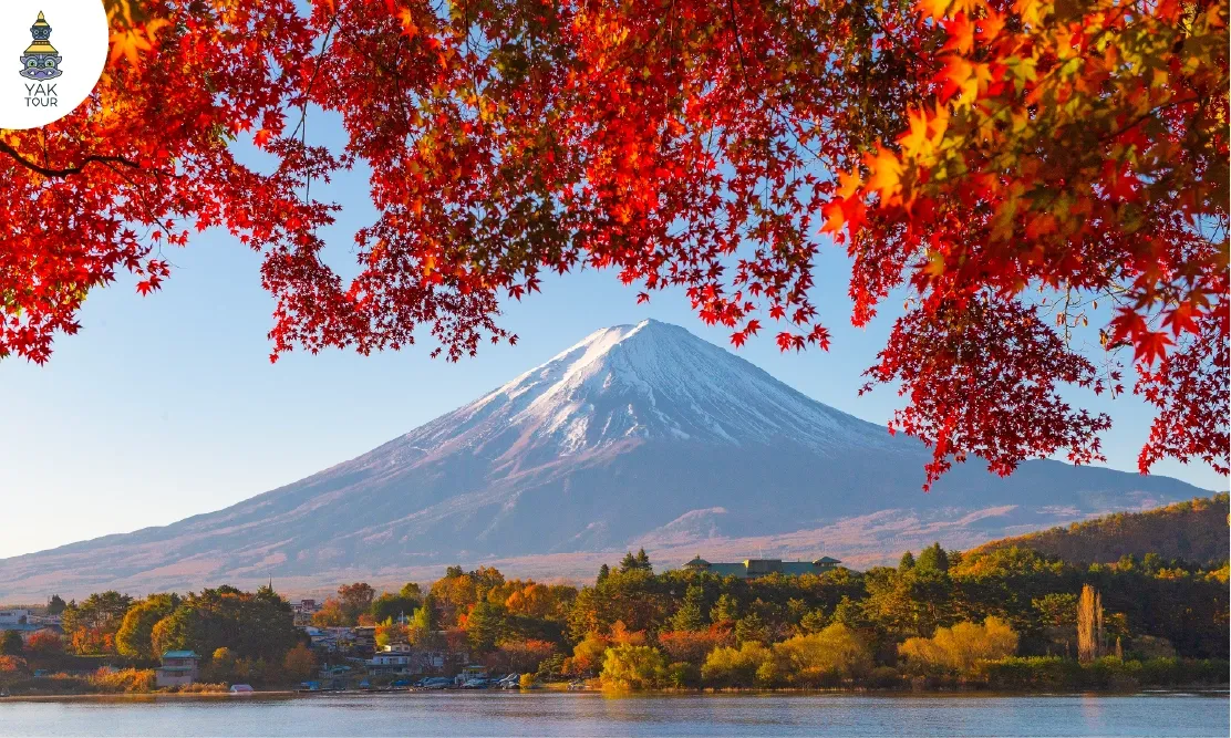 ทัศนียภาพภูเขาไฟฟูจิและต้นเมเปิ้ลสีแดงริมทะเลสาบคาวากูจิโกะ (Lake Kawaguchiko)