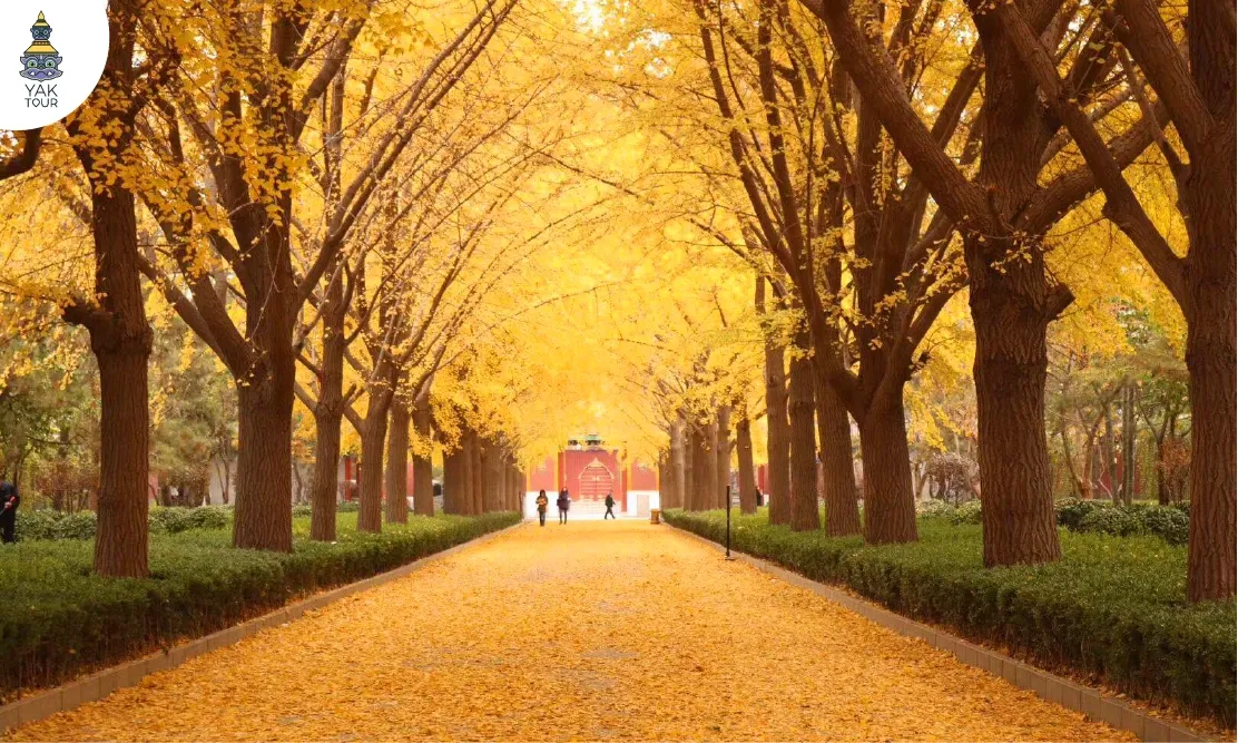 ประตูทางเข้าสีแดงของวัดลามะตัดกับใบแปะก๊วยสีเหลืองทองอร่ามเต็มสองข้างทาง
