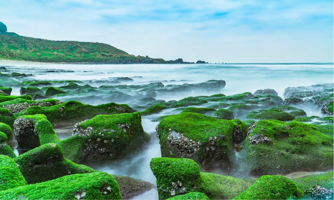 แนวปะการังสีเขียวจากสาหร่ายธรรมชาติริมชายหาดเหลาเหมย ปรากฏการณ์พิเศษช่วงฤดูใบไม้ผลิ