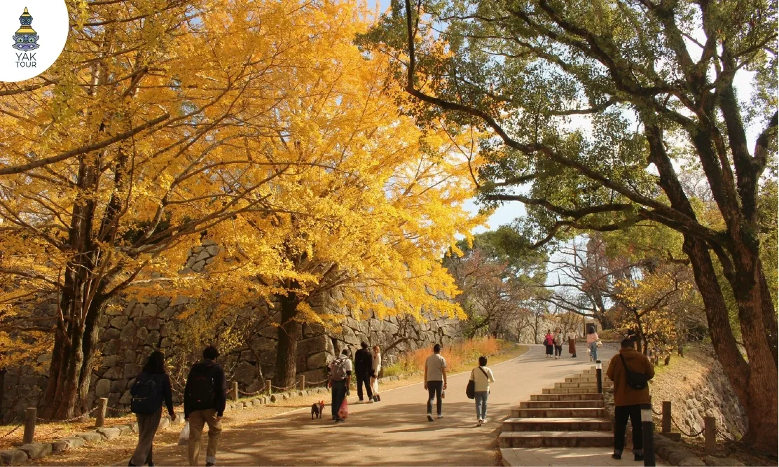ทางเดินและต้นแปะก๊วยสีเหลืองทองบริเวณกำแพงหินโบราณที่สวนไมซุรุ