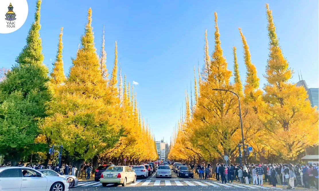 ถนนสายแปะก๊วยสีเหลืองทองและอุโมงค์ต้นไม้ที่สวนเมจิ จินกุ ไกเอน โตเกียว
