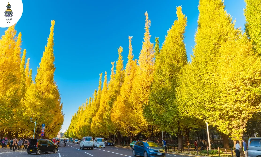 ถนนสายต้นแปะก๊วยทรงสวยสีเหลืองอร่ามสองข้างทางที่สวนเมจิจินกุไกเอน (Meiji Jingu Gaien)