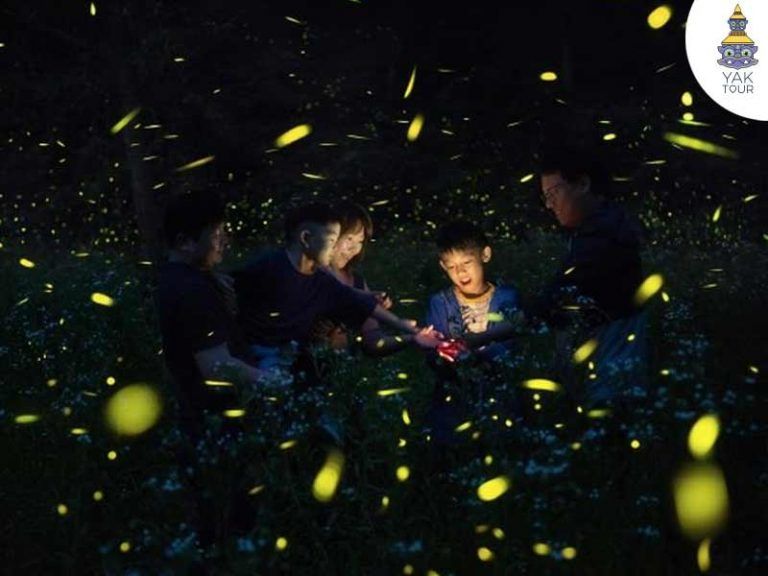 กิจกรรมเดินสำรวจและชมความสวยงามของแสงหิ่งห้อยยามค่ำคืนในเทศกาลชมหิ่งห้อยมูจู