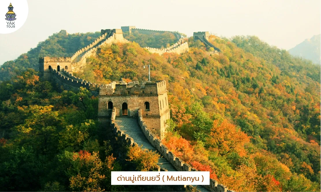 ด่านมู่เถียนยวี่ Mutianyu ทัศนียภาพป้อมปืนและป่าเปลี่ยนสีช่วงฤดูใบไม้ร่วง