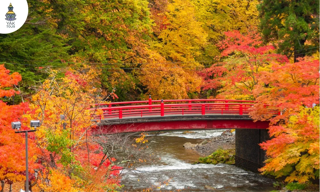 สะพานสีแดงพาดผ่านลำธารและน้ำตกฟูโดท่ามกลางใบเมเปิ้ลสีแดงเพลิงที่ภูเขานากาโนะ โมมิจิ